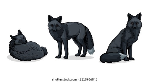 Vector illustration of a silver fox on a white background. Set of black foxes.