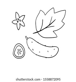 
vector illustration simple drawing cucumber set