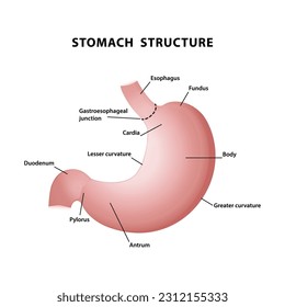 Vector illustration of a simple stomach diagram. stomach structure. abdominal anatomy