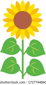 Vector illustration of simple sunflower.