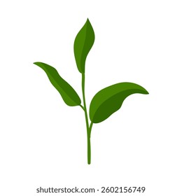Vector illustration of a simple tea plant with green leaves, isolated on a white background.