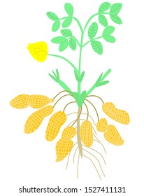 Vector illustration, simplified diagram of the structure of a peanut Bush with stems, leaves, nuts, roots. The concept is botany.
