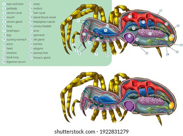 Vector illustration of the simplified internal anatomy of the spider.