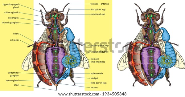 Vector Illustration Simplified Internal Anatomy Insect Stock Vector ...