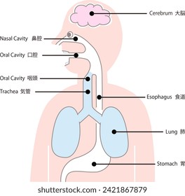 Ilustración vectorial de los órganos internos del cuerpo superior simplificados en orientación horizontal, boca, garganta, pulmones y estómago