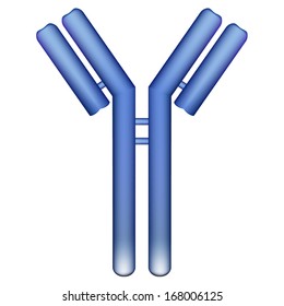 Vector illustration of a single antibody immunoglobulin molecule