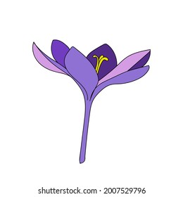 Vector illustration of a single color crocus saffron flower linear drawing. Botanical illustration by line