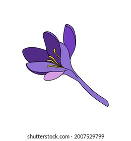 Vector illustration of a single color crocus saffron flower linear drawing. Botanical illustration by line