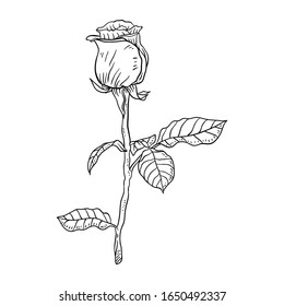 Vector Illustration Single Flower line drawing