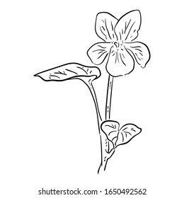 Vector Illustration Single Flower line drawing