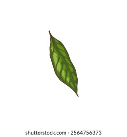 Vector illustration of a single green leaf in the style of a contour drawing with hatching isolated on a white background for a nature-themed design.