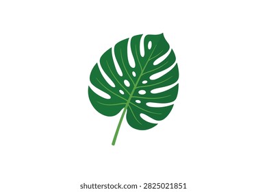Vector illustration of a single green monstera deliciosa leaf | Tropical monstera plant leaf with natural fenestrations isolated on white | Vibrant green Swiss cheese plant leaf vector graphic.