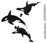 Vector illustration of single and group orca whale killer jumping in cartoon flat style. Cartoon animal design. Ocean mammal orca isolated on white background. Sea predator fish illustration.