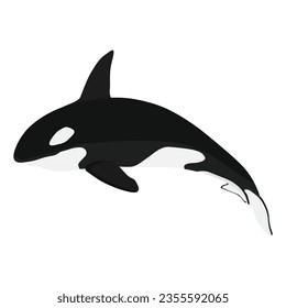 Vector illustration of single and group orca whale killer jumping in cartoon flat style. Cartoon animal design. Ocean mammal orca isolated on white background. Sea predator fish illustration.