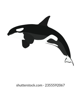 Ilustración vectorial de un asesino de ballenas orcas soltero y grupal saltando en dibujo plano. Diseño de animales de dibujos animados. Orquesta de mamíferos oceánicos aislada en un fondo blanco. Ilustración de peces depredadores del mar.