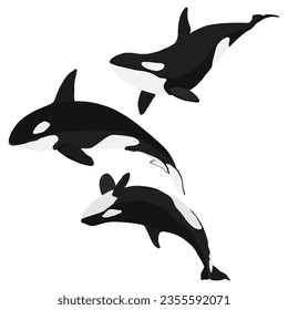 Vector illustration of single and group orca whale killer jumping in cartoon flat style. Cartoon animal design. Ocean mammal orca isolated on white background. Sea predator fish illustration.