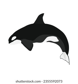 Ilustración vectorial de un asesino de ballenas orcas soltero y grupal saltando en dibujo plano. Diseño de animales de dibujos animados. Orquesta de mamíferos oceánicos aislada en un fondo blanco. Ilustración de peces depredadores del mar.