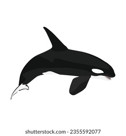 Ilustración vectorial de un asesino de ballenas orcas soltero y grupal saltando en dibujo plano. Diseño de animales de dibujos animados. Orquesta de mamíferos oceánicos aislada en un fondo blanco. Ilustración de peces depredadores del mar.