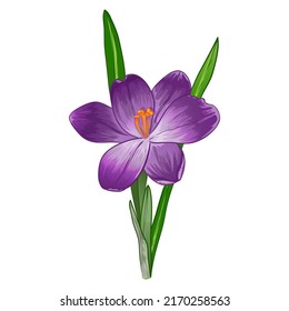 Vector illustration of single lilac crocus flower, eps10