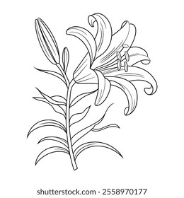   A vector illustration of a single lily flower in full bloom. The flower has long, elegant petals with delicate veins and intricate details 