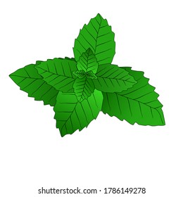 Vector illustration single mint plant with green leafs from upside view on white background. 