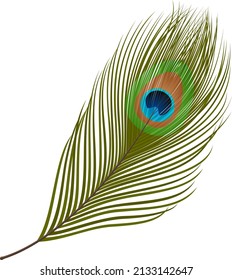 Vector illustration of a single peacock feather isolated against a white background.