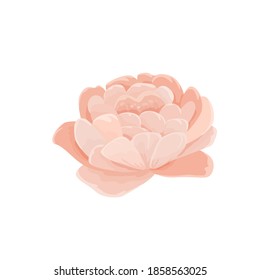 Vector illustration of a single pink peony head flower. Bud for a website or shop of flowers and plants, shabby chic style decoration of cards and invitations,