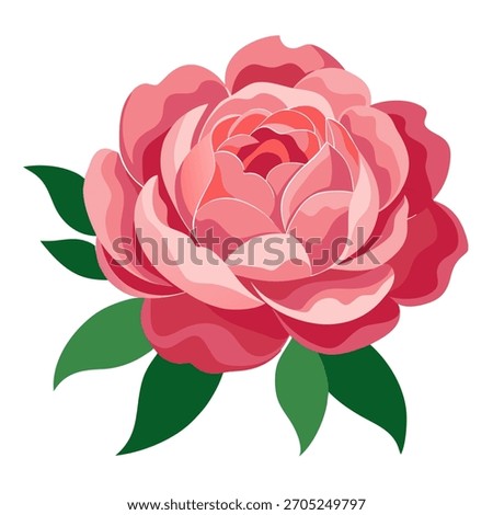 Vector Illustration of single pink peony flower isolated on white background