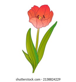 Vector illustration of single red tulip flower