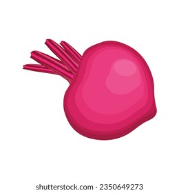 Vector illustration single and set of beetroot in cartoon flat style. Whole, cut, sliced of organic healty beet vegetable farmer product. Set of beet in different forms isolated on white background.