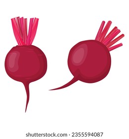 Vector illustration single and set of beetroot in cartoon flat style. Whole, cut, sliced of organic healty beet vegetable farmer product. Set of beet in different forms isolated on white background.