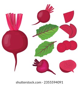 Vector illustration single and set of beetroot in cartoon flat style. Whole, cut, sliced of organic healty beet vegetable farmer product. Set of beet in different forms isolated on white background.