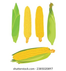 Vector illustration single and set of yellow corn in cartoon flat style. Cute corncob maize sign icon. Organic food, vegetables agriculture product. Restaurant menu concept