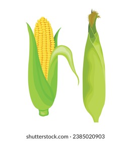 Vector illustration single and set of yellow corn in cartoon flat style. Cute corncob maize sign icon. Organic food, vegetables agriculture product. Restaurant menu concept