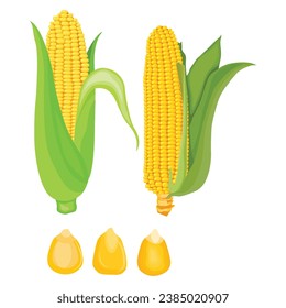 Vector illustration single and set of yellow corn in cartoon flat style. Cute corncob maize sign icon. Organic food, vegetables agriculture product. Restaurant menu concept