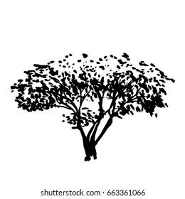 Vector Illustration of a single tree; a doodle sketch  for Design, Website, Background, Banner. Hand drawn Garden, Forest or Park  Ink Element; isolated on white background