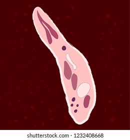 Vector Illustration Singlecelled Eukaryote Apicomplexa Protozoa Stock ...