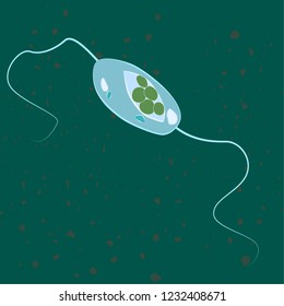 Vector illustration of single-celled eukaryote Euglenozoa, Protozoa