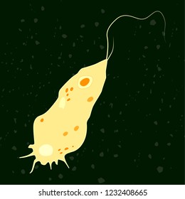 Vector illustration of single-celled eukaryote Mycetozoa, Protozoa