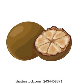 Vector illustration, Siraitia grosvenorii, also known as monk fruit, and luohan guo, isolated on white background.