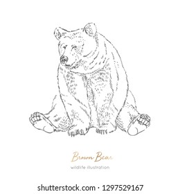 Vector illustration of sitting brown bear forest animal Hand drawn ink realistic animal sketching isolated on white. Perfect for logo branding colourig book design.
