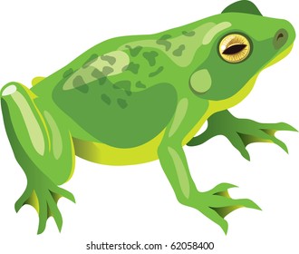 Vector illustration of a sitting green frog