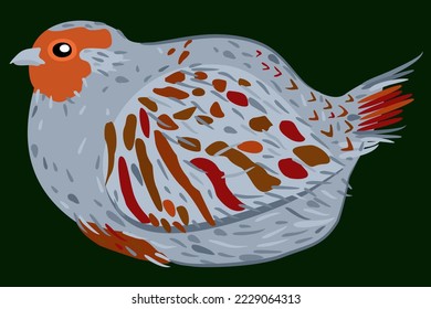 Vector illustration of sitting partridge isolated on dark green background.