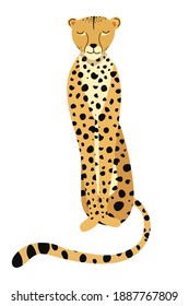 Vector illustration sitting wild cat cheetah. Template with exotic wild animals. Design for flyer, invitation, poster, web site or greeting card