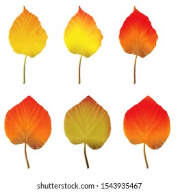 Vector illustration of six colored linden leaves