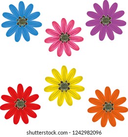 Vector illustration with six isolated flowers. red, yellow, blue, orange, pink and purple