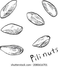 Vector illustration of six pili nuts drawn in black and white lines.