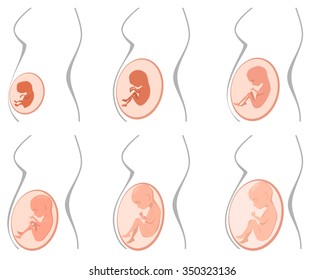 Vector illustration of a six pregnancy stages