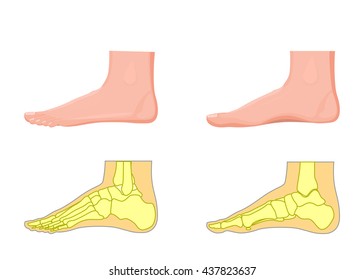 Vector illustration of a skeletal and external view (medial and lateral side) of a human ankle.