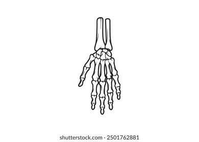 Ilustración vectorial de una mano esquelética vista desde la parte superior, que muestra la estructura ósea detallada. Arte de línea en blanco y negro, ideal para temas anatómicos o médicos. Aislado en el fondo blanco